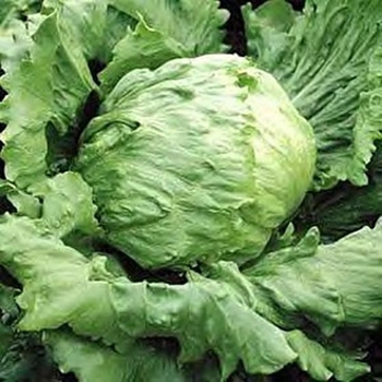 Lettuce - Lettuce Great Lakes 