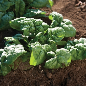 Spinach - Spinach Bloomsdale