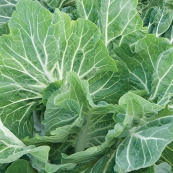 Kale - Kale Premier