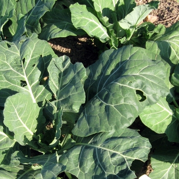 Collards - Collards Champion