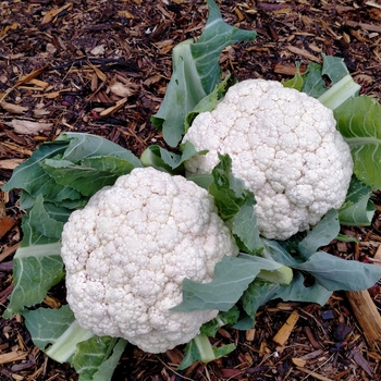 Cauliflower - Cauliflower Snow Crown
