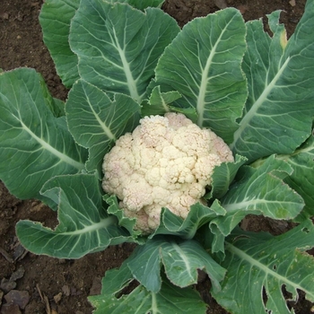 Cauliflower - Cauliflower Self Blanche