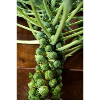 Brussel Sprouts - Brussel Sprouts Jade Cross E