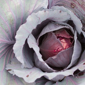 Cabbage - Cabbage Ruby Perfection