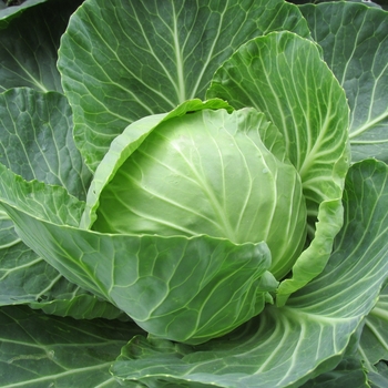 Cabbage - Cabbage Early Flat Dutch 