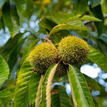 Chestnut - Chestnut Dunstan