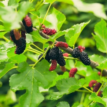 Mulberry - Mulberry Illinois Everbearing