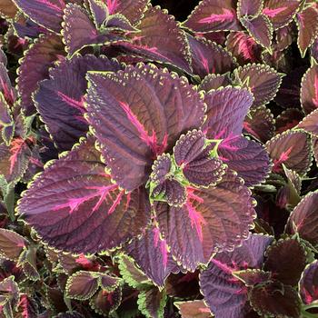 coleus - Main Street 'Franklin Street'