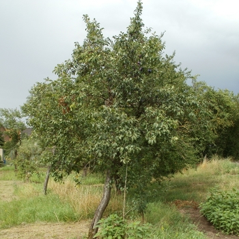Plum - Plum Prune French