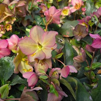Helleborus x glandorfensis - Ice N' Roses® Rose