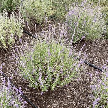 Perovskia atriplicifolia - 'Jelena' Russian Sage