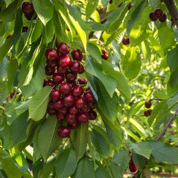 Prunus avium - BlackGold&trade; Sweet Cherry