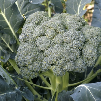 Broccoli - Broccoli Waltham Broccoli - Broccoli Waltham