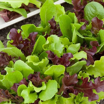 Lettuce - Lettuce Mesclun Mix