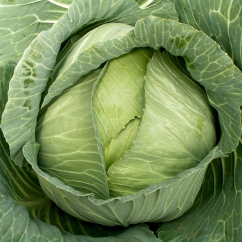 Cabbage - Cabbage Late Flat Dutch Cabbage - Cabbage Late Flat Dutch