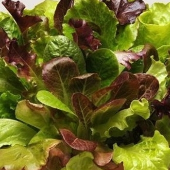Lettuce - Lettuce Summer Picnic