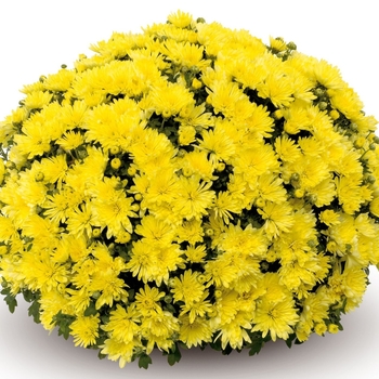 Mum - Mum Alluga Yellow 