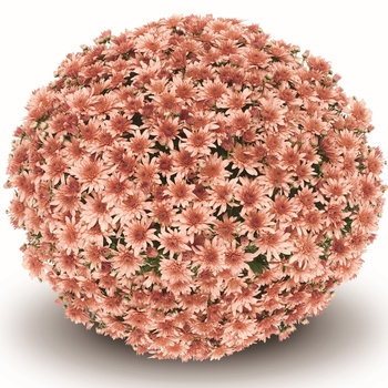 Mum - Mum Fonti Coral