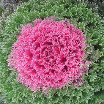 Flowering Kale - Flowering Kale Kamome Pink 