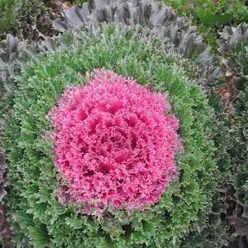 Flowering Kale - Flowering Kale Glamour Red