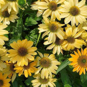 Echinacea x - Sunmagic 'Vintage Mango' Coneflower
