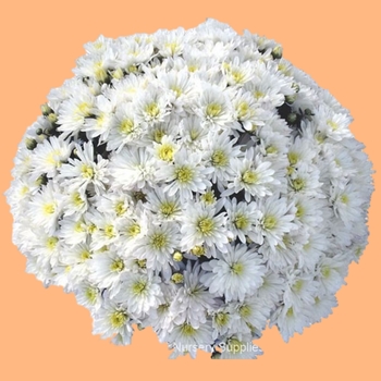 Mum - Mum Aluga White Mum - Mum Aluga White