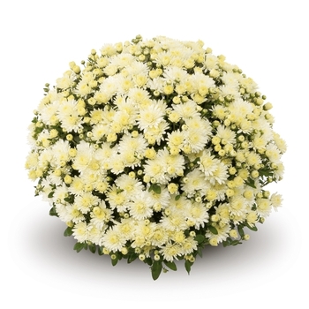 Mum - Mum Amiko White Mum - Mum Amiko White