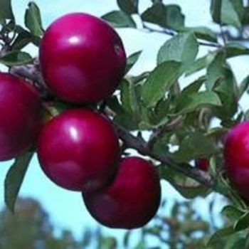 Apple - Apple Arkansas Black Semidwarf Apple - Apple Arkansas Black Semidwarf