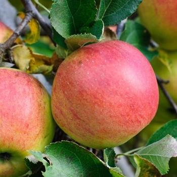 Apple - Apple Baldwin Apple - Apple Baldwin