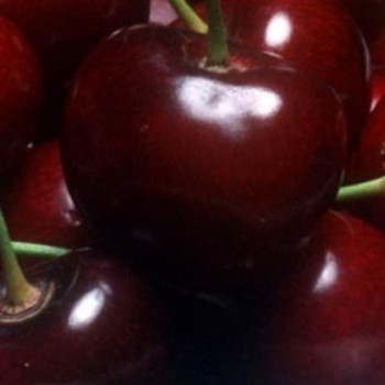 Cherry - Cherry Blackyork EasternBing Semidwarf Cherry - Cherry Blackyork EasternBing Semidwarf