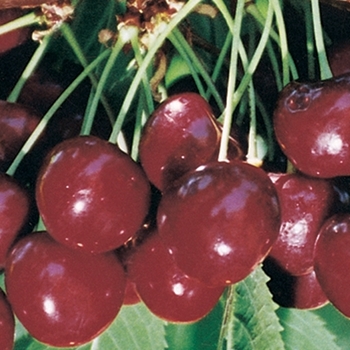 Cherry - Cherry Regina Semidwarf Cherry - Cherry Regina Semidwarf