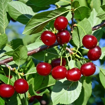 Cherry - Cherry Carmine Jewel Bush 