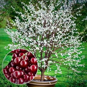Cherry - Cherry Romeo Bush 