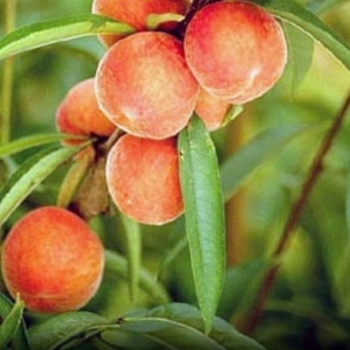 Peach - Peach Belle of Georgia Dwarf Peach - Peach Belle of Georgia Dwarf