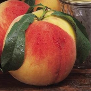 Peach - Peach July Elberta Dwarf Peach - Peach July Elberta Dwarf