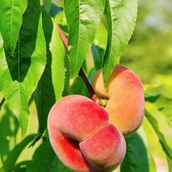Peach - Peach Saturn Donut Dwarf Peach - Peach Saturn Donut Dwarf
