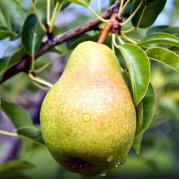 Pear - Pear Bartlett Dwarf Pear - Pear Bartlett Dwarf