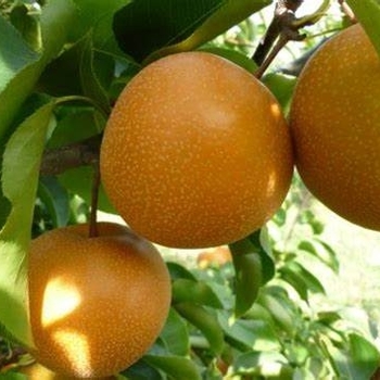 Pear - Pear Raja Asian Dwarf Pear - Pear Raja Asian Dwarf