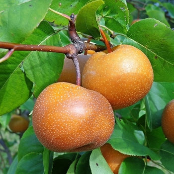 Pear - Pear Shinko Asian Dwarf Pear - Pear Shinko Asian Dwarf