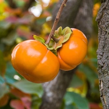 Persimmon - Persimmon Fuyu Imoto Persimmon - Persimmon Fuyu Imoto