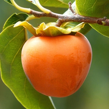 Persimmon - Persimmon Hachiya Persimmon - Persimmon Hachiya