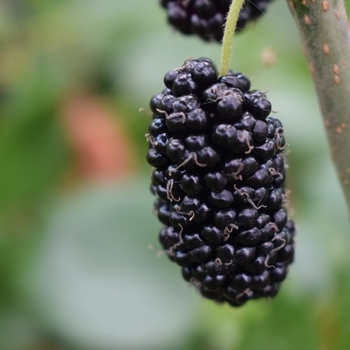 Mulberry - Mulberry Dwarf Mojo Berry Mulberry - Mulberry Dwarf Mojo Berry