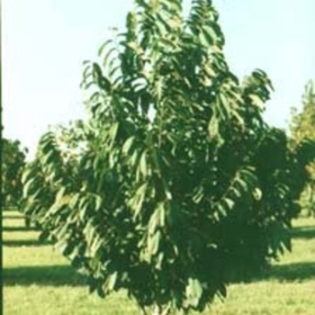 PawPaw - PawPaw Tree PawPaw - PawPaw Tree