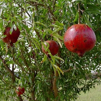 Pomegranate - Pomegranate Wonderful Pomegranate - Pomegranate Wonderful