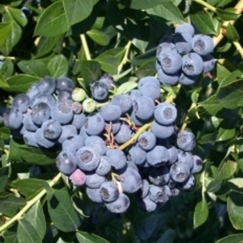 Blueberry - Blueberry Patriot Blueberry - Blueberry Patriot