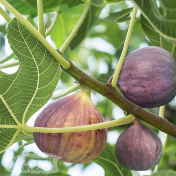 Fig - Fig Peters Honey Fig - Fig Peters Honey