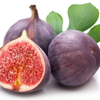 Fig - Fig Fignomenal Fig - Fig Fignomenal