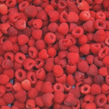 Raspberry - Raspberry Red Heritage