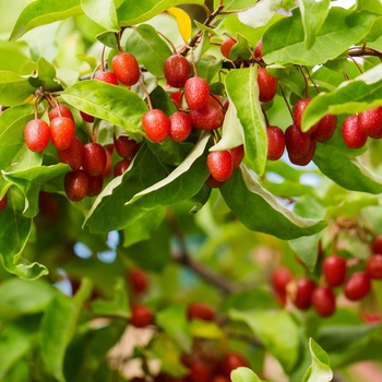 Goumi - Goumi Sweet Scarlet Goumi - Goumi Sweet Scarlet