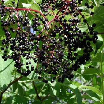 Elderberry - Elderberry Samdal